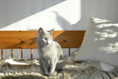 Sweden Arrests Russian Shadow Fleet Captain in Forgery Case