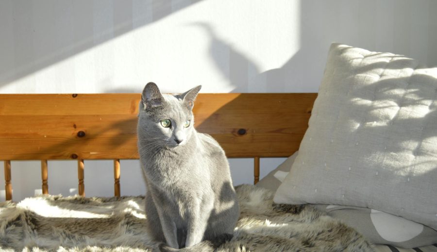 Sweden Arrests Russian Shadow Fleet Captain in Forgery Case