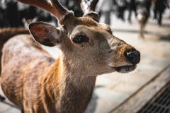 Japan Unleashes Oil Reserves Amid Iran Conflict