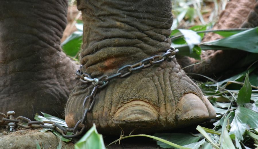 Ukraine War Profiteers: IMF Funding Crisis Exposed