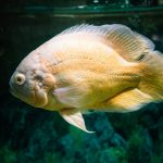 Oscars 2024: African Storytelling’s Historic Moment