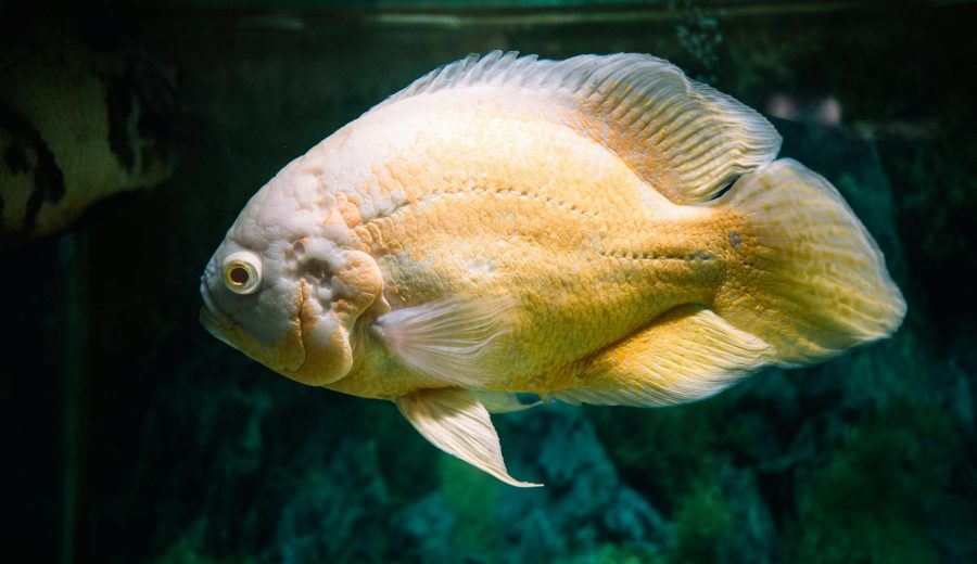 Oscars 2024: African Storytelling’s Historic Moment