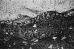 Patrice Lumumba: Belgium’s Colonial Ghosts Return to Brussels