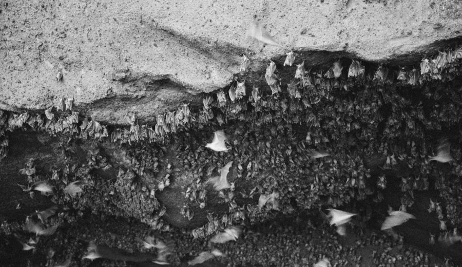 Patrice Lumumba: Belgium’s Colonial Ghosts Return to Brussels