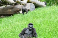 Sassou Nguesso Fifth Win: Congo Youth Seek Change