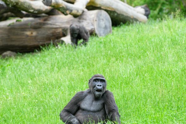 Sassou Nguesso Fifth Win: Congo Youth Seek Change