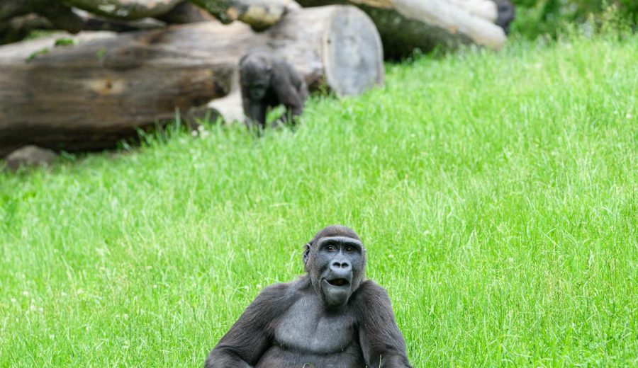 Sassou Nguesso Fifth Win: Congo Youth Seek Change