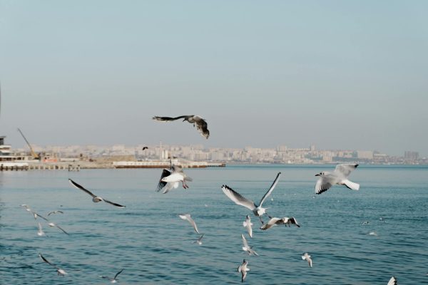 Iran war could trigger global food crisis via fertilizer crunch